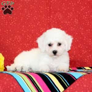 Catfish, Bichon Frise Puppy